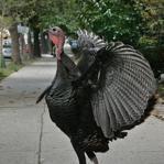 Town officials in Brookline are telling residents to step up their game and give it right back to bully turkeys. 